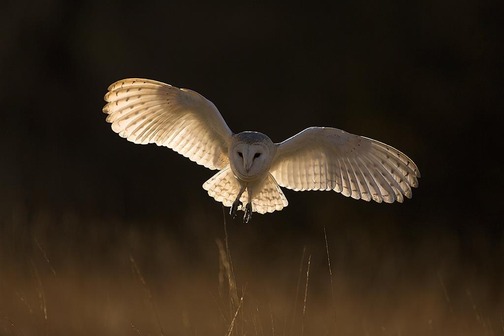 Canon Wildlife week